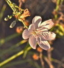 Stephanomeria exigua