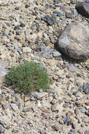 Astragalus wittmannii