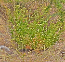 Acourtia nana