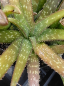 Aloe dumetorum