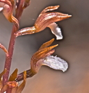 Corallorhiza wisteriana