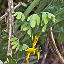Corydalis aurea