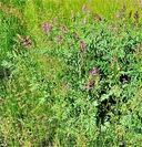 Astragalus bisulcatus