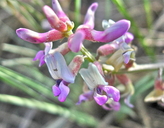Astragalus gracilis