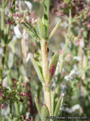 Galium angustifolium ssp. gabrielense