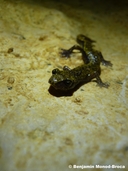 Hydromantes strinatii