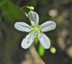 Moehringia lateriflora