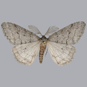 Phigalia plumogeraria