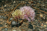 Photo of Allium hoffmanii