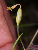 Erythranthe trinitiensis