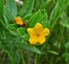 Lithospermum canescens