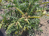 Peteria thompsoniae