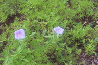 Ipomoea thurberi