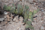 Opuntia phaecantha