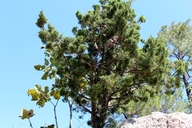Juniperus durangensis