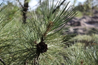 Pinus leiophylla var. chihuahuana