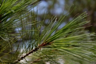 Pinus leiophylla var. leiophylla