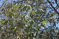 Prunus gentryi