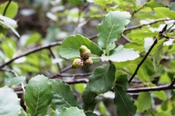 Quercus basaseachensis