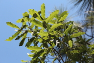 Quercus hepileuca