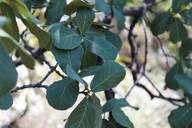 Quercus jonesii