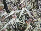 Berberis trifoliolata