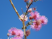 Mimosa emoryana