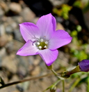 Gilia latiflora ssp. elongata