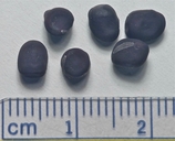 Lathyrus vestitus