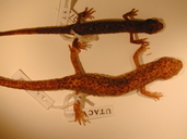 Pseudoeurycea aquatica