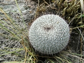 Mammillaria lindsayi