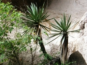 Yucca grandiflora