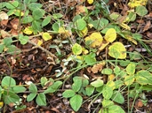 Macroptilium gibbosifolium