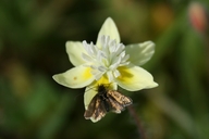 Opler's Longhorn Moth