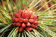Pinus engelmannii