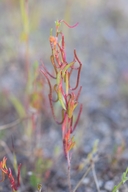 Camissonia contorta