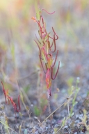 Camissonia contorta
