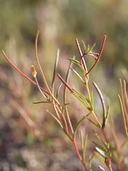 Camissonia strigulosa