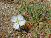 Oenothera californica ssp. californica