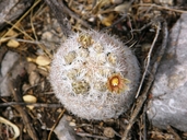 Coryphantha lasiacantha