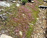 Photo of Erythranthe filicaulis