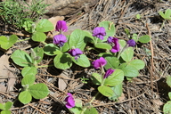 Macroptillium gibbosifolium