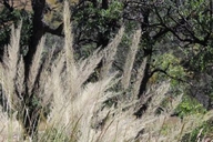 Muhlenbergia emersleyi