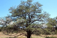 Pinus discolor