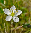 Spergularia macrotheca var. leucantha