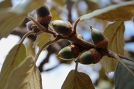 Quercus mcvaughii