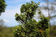 Juniperus durangensis