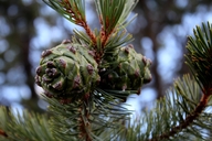 Pinus cembroides