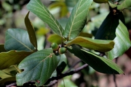 Quercus jonesii