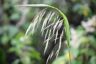 Bromus carinatus